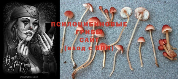 прущие грибы Ельня